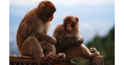 銚子渓おさるの国